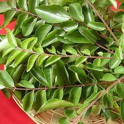 Manufacturers Exporters and Wholesale Suppliers of Curry Leaves Pune Maharashtra